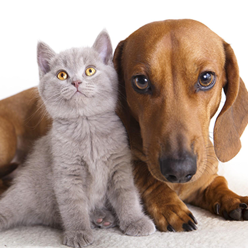 Veterinaria